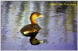 Trip to Wakohadatchee Wetlands [5/8] - grebe1.jpg (1/1)