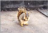 Urban Grey Squirrel 87k jpg