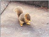 Urban Grey Squirrel 59k jpg