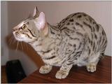 My cat ....