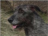 Irish Wolfhound