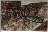 Red Spiny Tailed Monitor