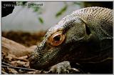 Kraken - Varanus komodoensis - Komodo Dragon