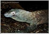 Kraken - Varanus komodoensis - Komodo Dragon