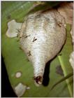 Venezuela - Wasp's nest
