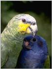 Venezuela - parrots