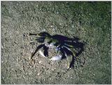 Venezuela - Crab