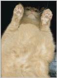 Re: How to get a good scan of a Cat ---->tongue in cheek