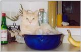 Re: My Old Yeller Cat  1/3 JPG