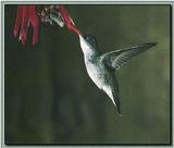 Hummingbird - Violet-crowned