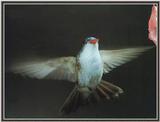 Hummingbird - Violet-crowned