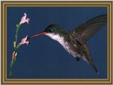 Violet-crowned Hummingbird (6)