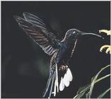 Hummingbird - violet sabrewing hummingbird