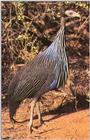 Vulturine Guineafowl