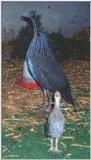 Vulturine Guineafowl