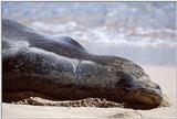 Hawaiian Monk Seal