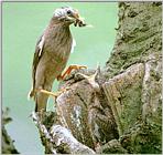 Birds of Korea - Gray Starling (찌르레기)