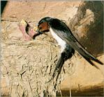 Birds of Korea - Barn Swallow (새끼를 돌보는 제비)