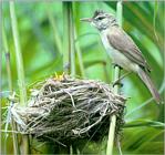 Birds of Korea - Great Reed Warbler (개개비)