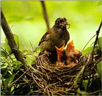 Birds of Korea - Pale Thrush (흰배지빠귀)