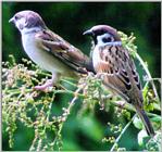 Birds of Korea - Tree Sparrow