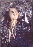 Whitetail deer series  WTbuck3.jpg