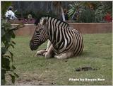 Waking Zebra 1
