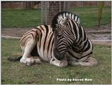 Waking Zebra 2