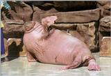 For Sam and all the others here - Walrus showing 'high five' in Sea World, San Diego