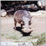 wart hog