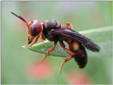 Wasp