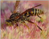 Wasp