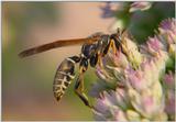 Another Wasp