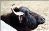 Water buffalo