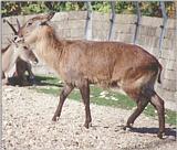 Looking through some old animal photos - Copenhagen Zoo again - female waterbuck