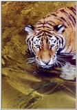 Water Tiger