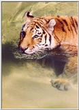 Water Tiger