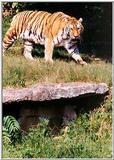 Water Tiger