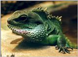 Water Dragon