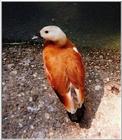 Ruddy Shelduck