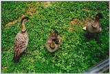 Hawaiian Geese (Nene)