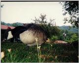 Canada Goose