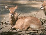 Looking through some old negatives - Waterbuck kid in Hagenbeck Zoo...