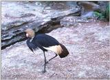 African Crested Crane - AfricanCrane.jpg