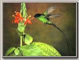 Hummingbird - Western Streamertail