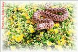 Nice Western Hognose Picture