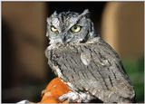 Re: Birds 'N Bees -- Western screech owl (Otus kennicottii)