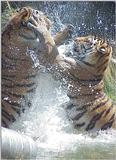 Tiger Tussle