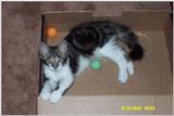 Whiskers at 14 weeks of age  - whiskers-shoebox.jpg (0/1)