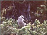 Clark's Nutcracker (Nucifraga columbiana)